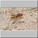 Nomada lathburiana - Wespenbiene w16.jpg